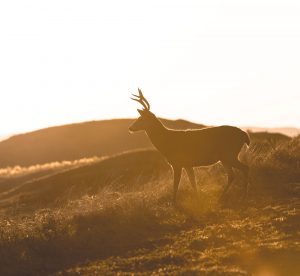 mule-deer-catalina-island