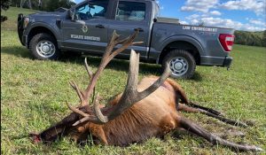 poached-bull-elk-tennessee