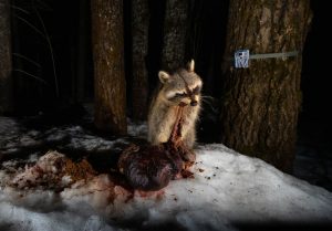raccoon-eating-gut-pile