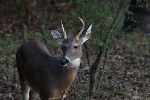 whitetail-buck-vermont