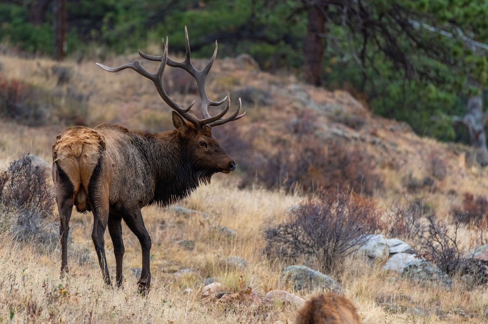 bull-elk-arizona