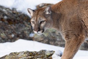 mountain-lion-wisconsin