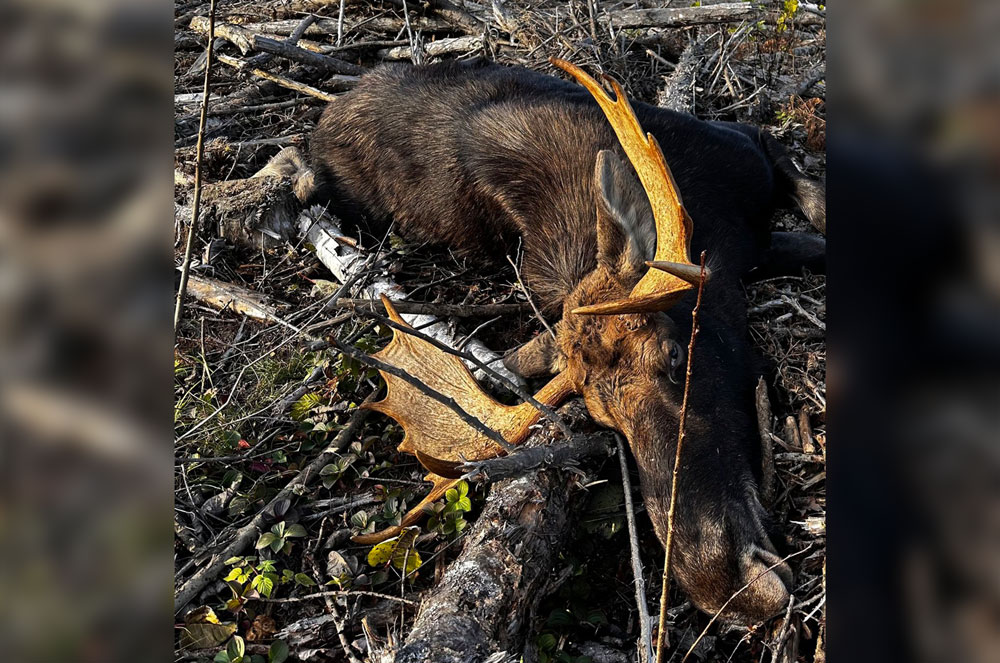 poached-moose-maine