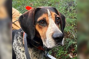 ringo-missing-hunting-dog