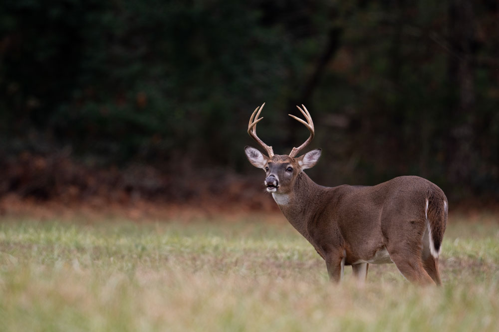 whitetail-deer-ontario