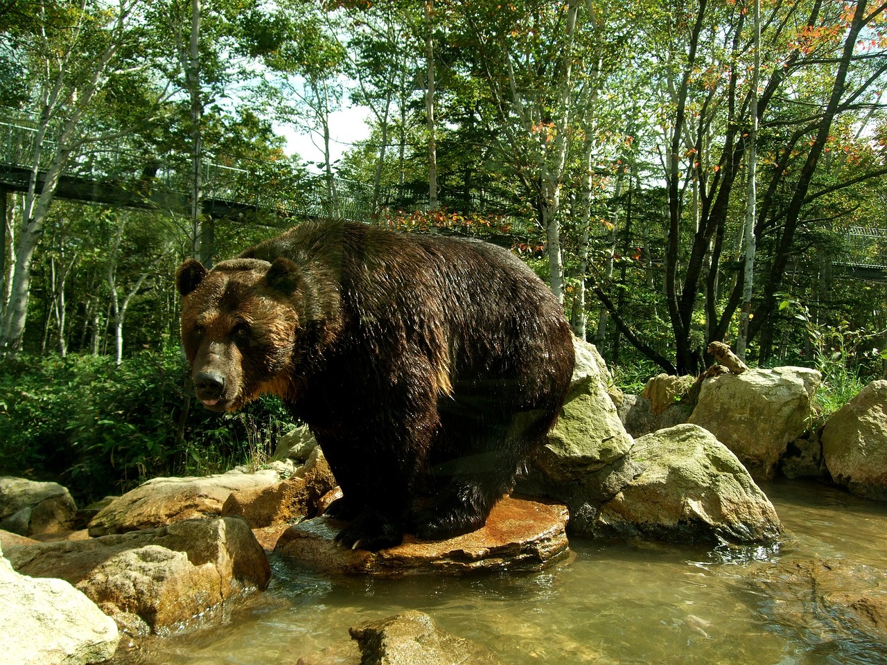 yezu-brown-bear-japan