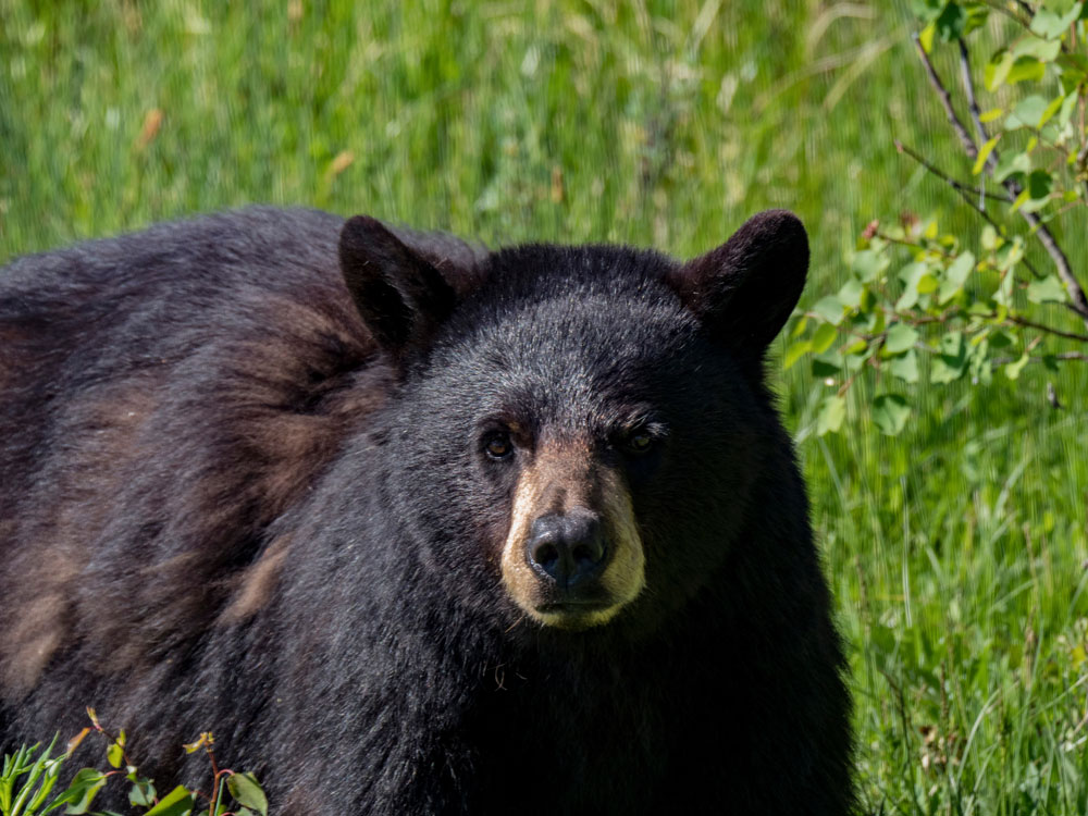 black-bear-florida