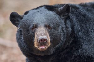 louisiana-black-bear