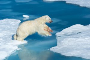 polar-bear-alaska