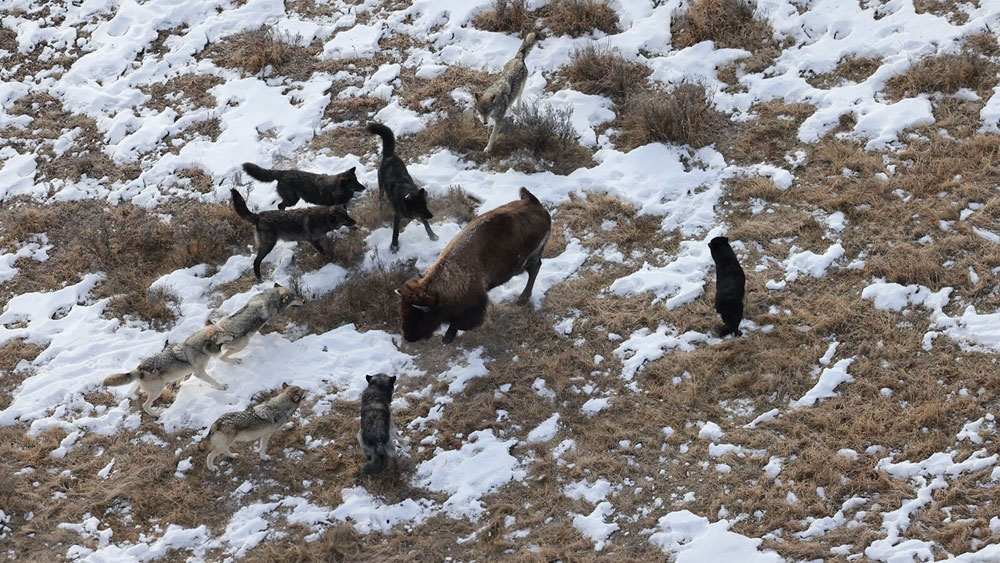 Wolves-and-bison-surrounded