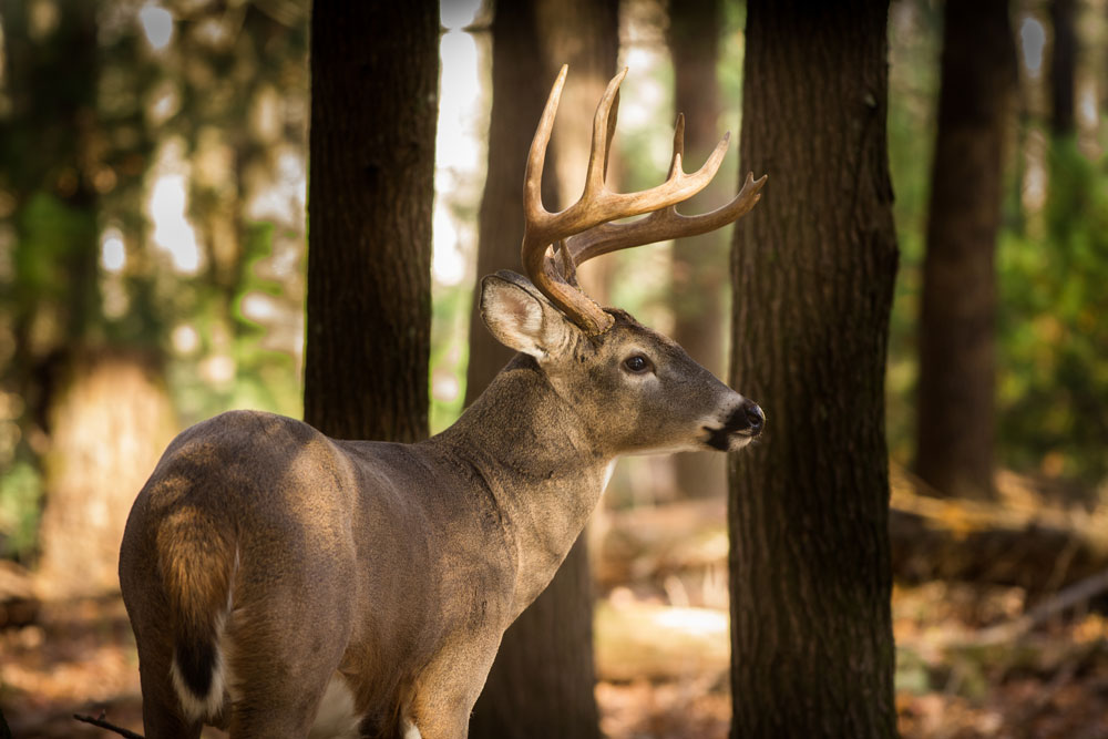 deer-michigan