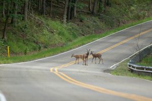 deer-on-florida-roadway