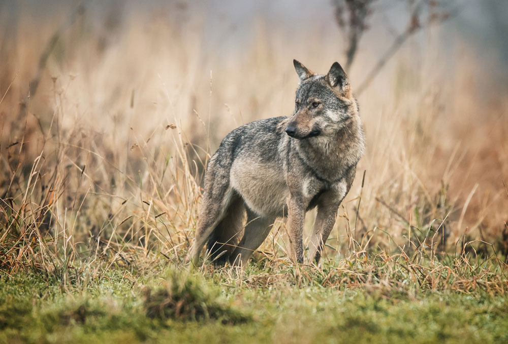 Is it Time to Delist Gray Wolves in Minnesota? One Congressman Thinks