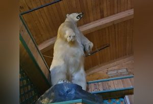 harry-polar-bear-heist