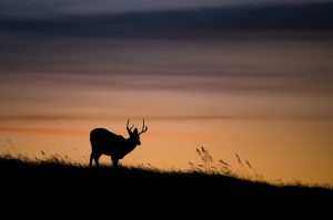 mule-deer-catalina-island-sunset