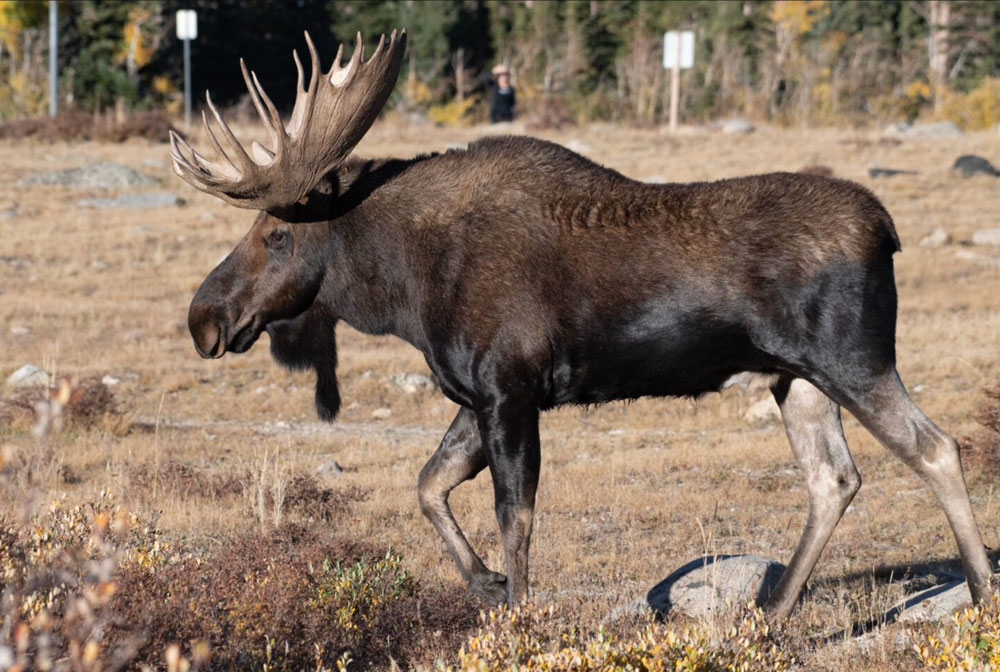 shiras-moose-nevada