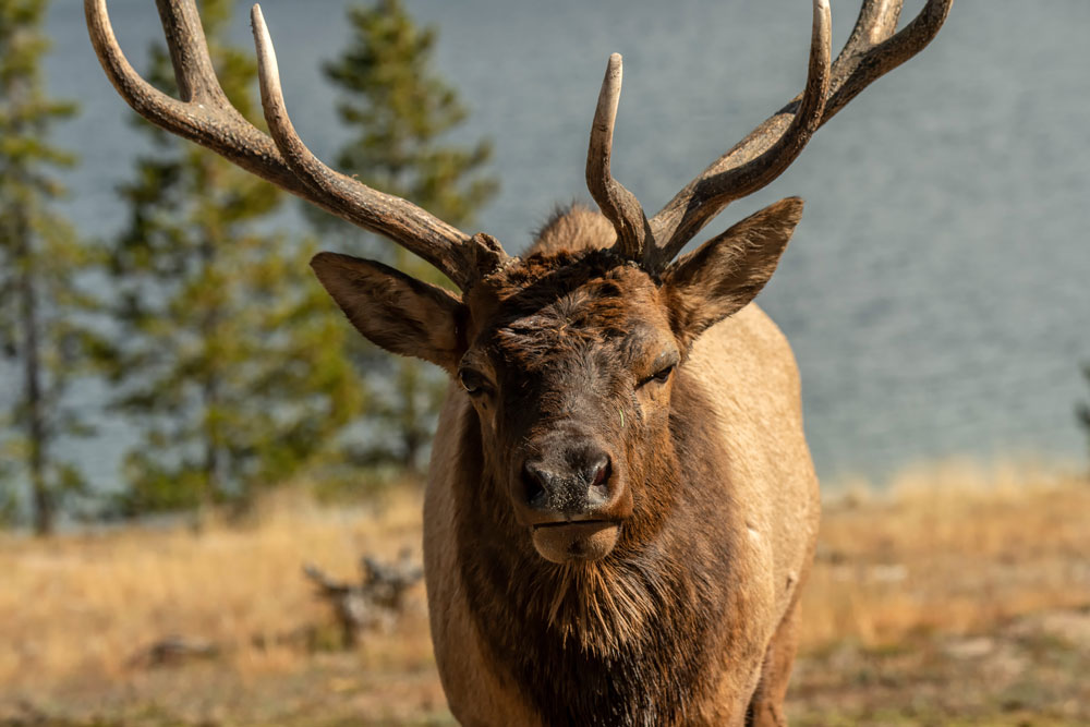 washington-elk-not-impressed