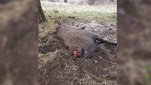 beheaded-bighorn-sheep