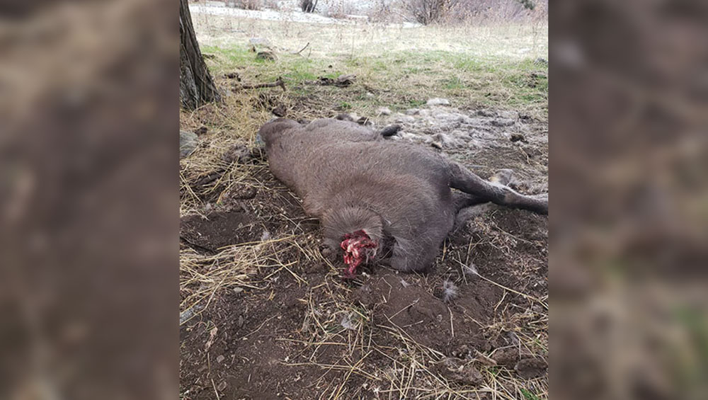 beheaded-bighorn-sheep
