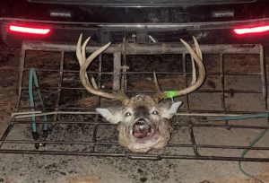 head-of-killed-buck