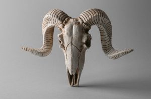 large-sheep-horns