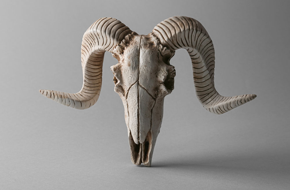 large-sheep-horns