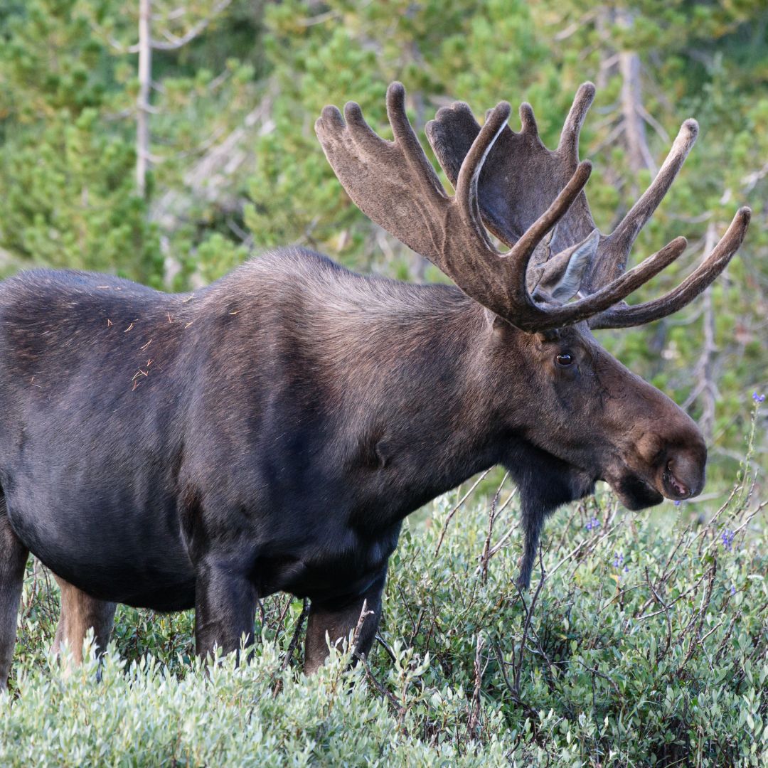 moose-nevada