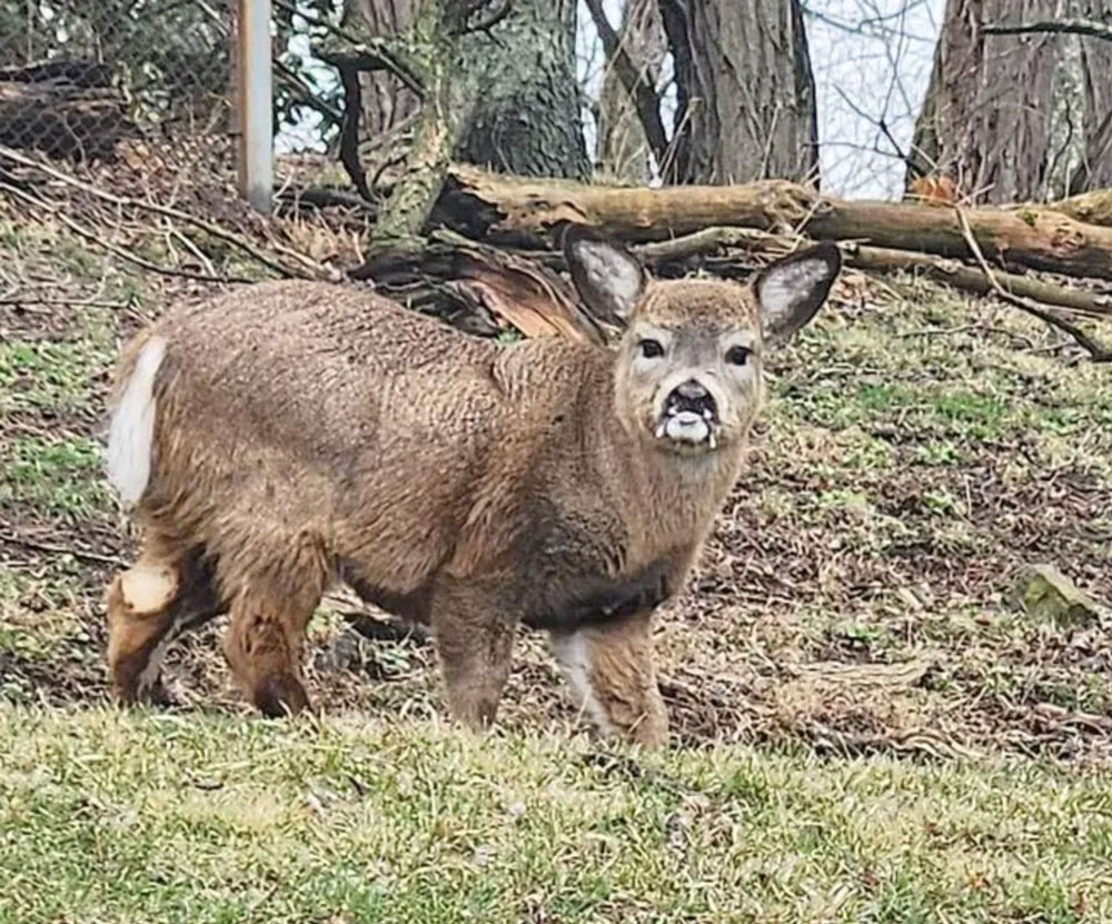 pennsylvania-midget-deer-front