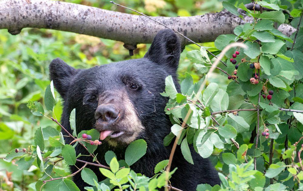 black-bear-louisiana