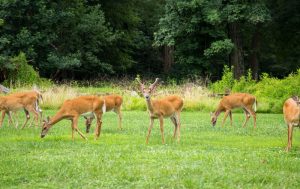 group-of-deer-feeding-michigan