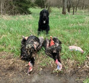 indy-with-two-poached-turkeys