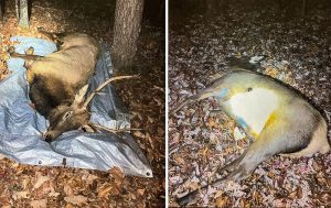 two-poached-elk-tennessee