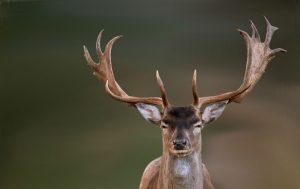 fallow-deer-sidney-island