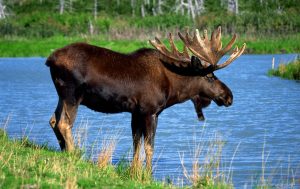 ontario-moose