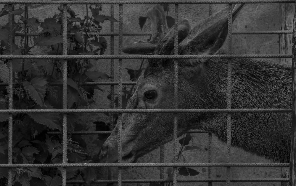 texas-captive-deer-facility