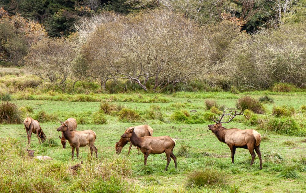 group-of-elk-montana