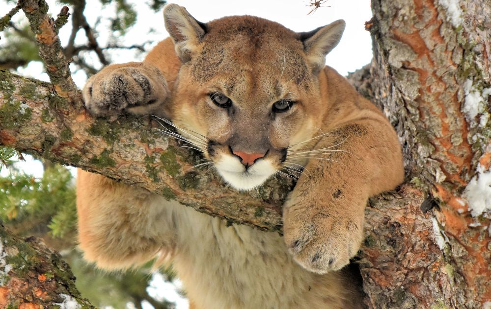 mountain-lion-utah