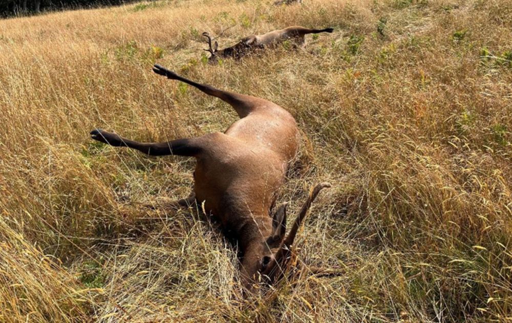 california-poached-elk