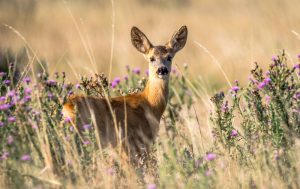 michigan-doe