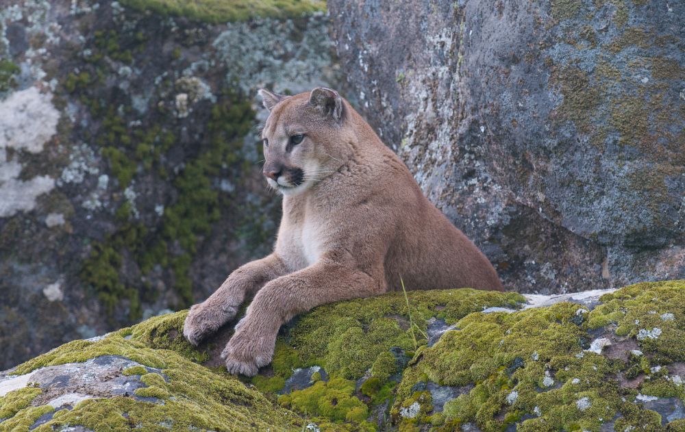 mountain-lion-colorado