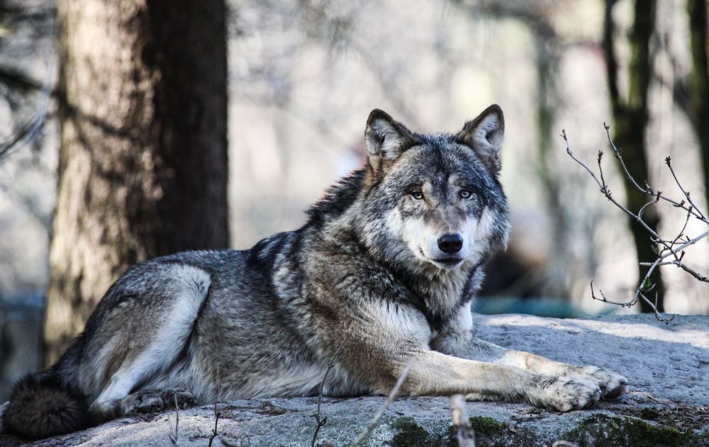 wolf-vancouver-island