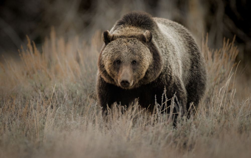 grizzly-bear-yellowstone